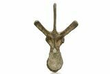 Ceratopsian (Einiosaurus) Dorsal Vertebra with Stand - Montana #350851-2